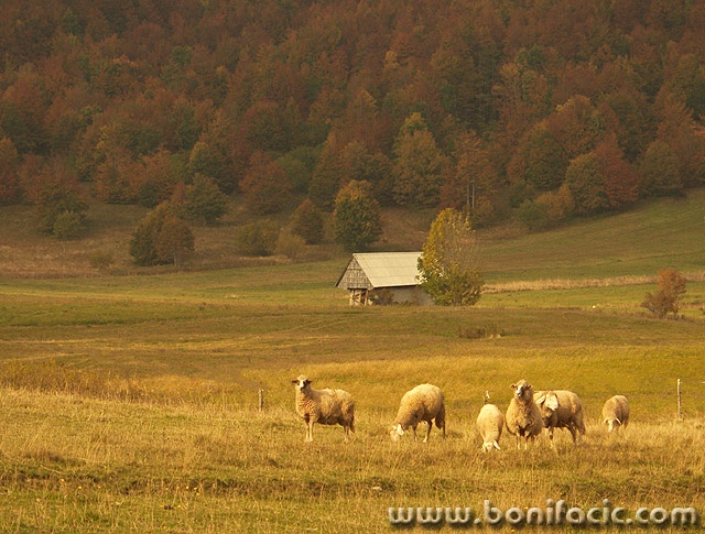 animals___Golden Pasture___Begovo Razdolje, Croatia.