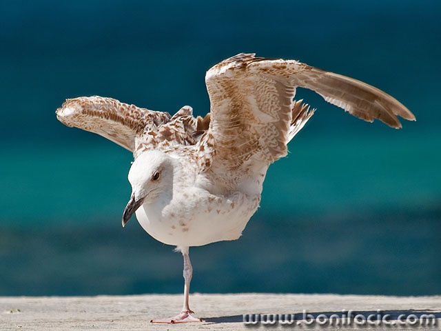 animals___Gymnast___Baska, Croatia.