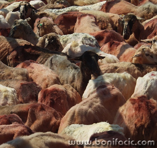 animals___Hairdressed___Cres, Croatia.