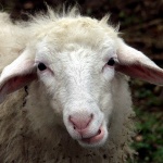 animals___Hellloooou___Lakmartin, Croatia.