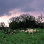 animals___Herd___Kampelje, Croatia.