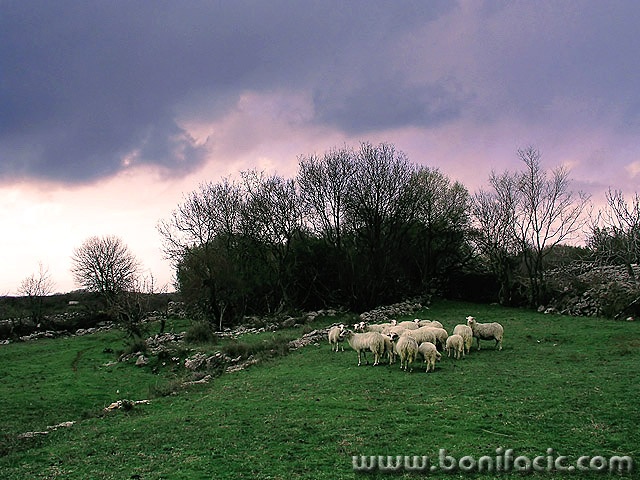 animals___Herd___Kampelje, Croatia.