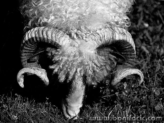 animals___Horn___Josipdol, Croatia.