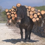animals___It___Island Krk, Croatia.