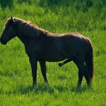 animals___Lancer___Krivi Put, Croatia.