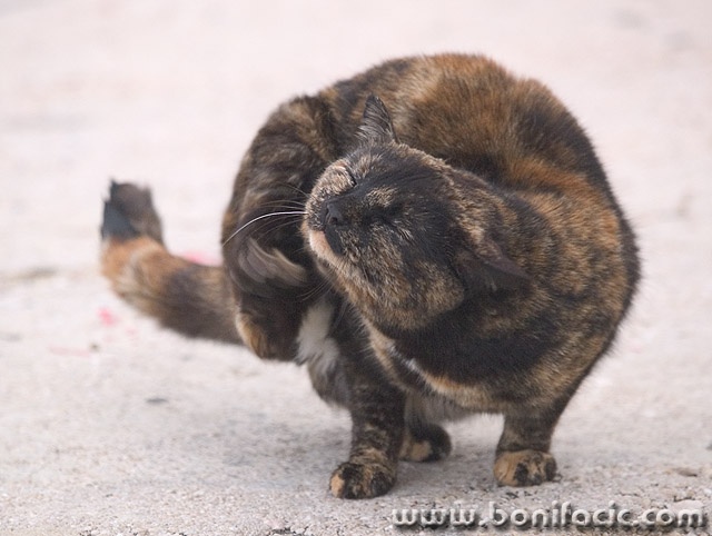 animals___Itch___Baska, Croatia.