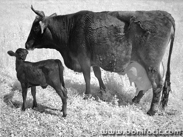 animals___Kiss___Punat, Croatia.