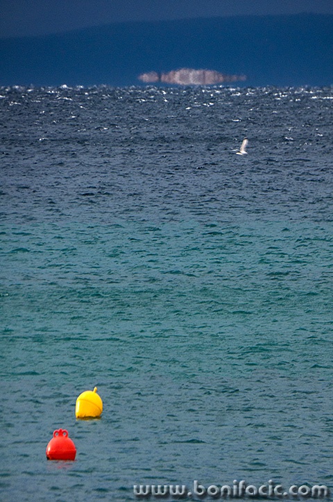 bovegalebmoregalun1mal