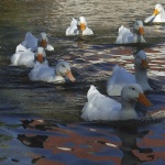 animals___Lineament___Rastoke, Croatia.