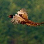 animals___Loud Flight___Djurdjevac, Croatia.