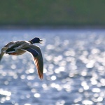animals___Loud Flight___Ogulin, Croatia.