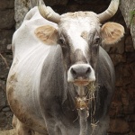 animals___Lunch Time___Muraj, Croatia.
