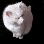 animals___Maggie___