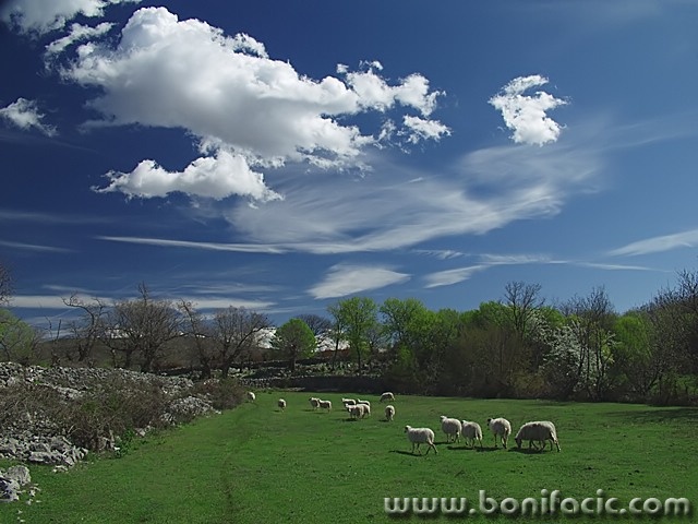 animals___Light Hearted___Kampelje, Croatia.