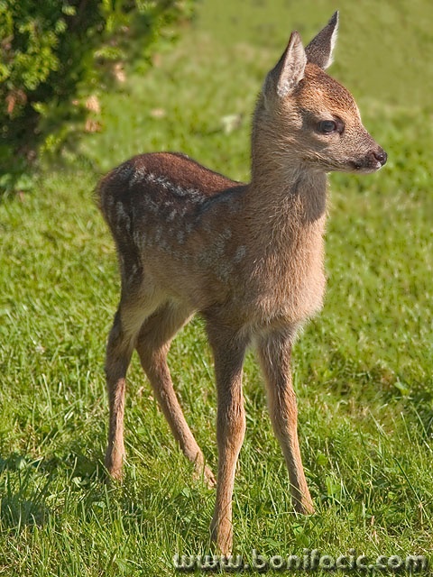 animals___Look On New World___Josipdol, Croatia.