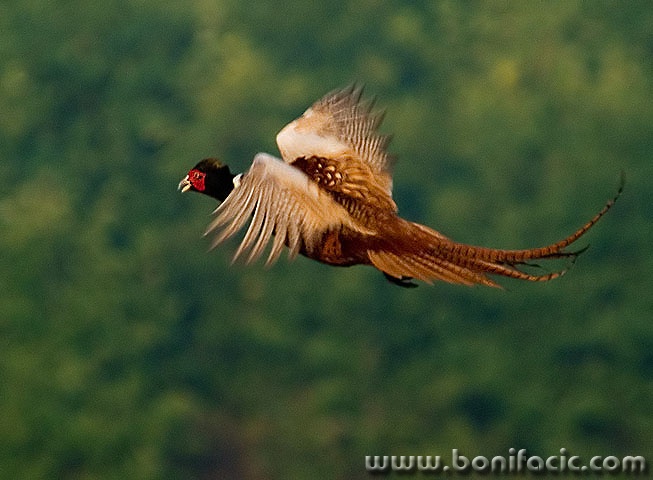 animals___Loud Flight___Djurdjevac, Croatia.