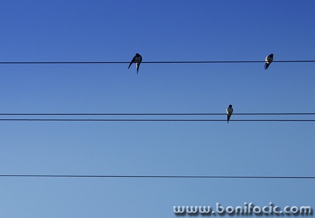 animals___Notes___Ostarije, Croatia.