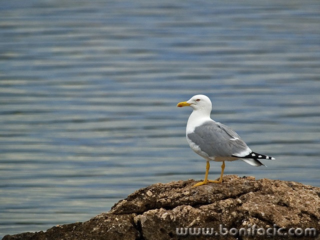 animals___Onlooker___Punat, Croatia.