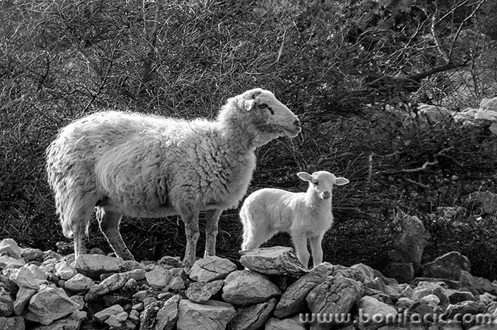 ovcajanjac4bwmal
