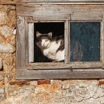 animals___Pry___Stari Laz, Croatia.