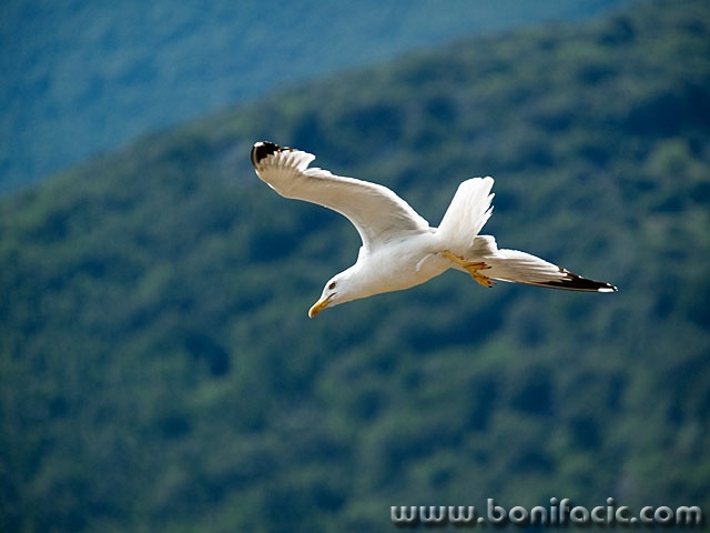 animals___Over The Mountains___Cres, Croatia.
