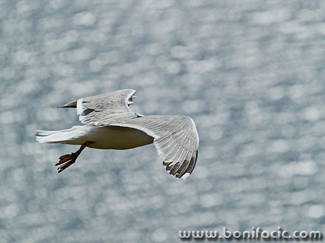 animals___Over The Sea___Cres, Croatia.