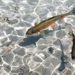 animals___Pure___National Park Plitvice, Croatia. by Manuela Spehar