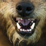 animals___Read My Lips___Kriznica, Croatia.