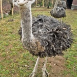 animals___Roswell Aliens___Punat, Croatia.