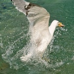 animals___Run___Klenovica, Croatia.