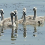 animals___Scholars___Draz, Croatia.