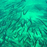 animals___School___Stara Baska, Croatia.