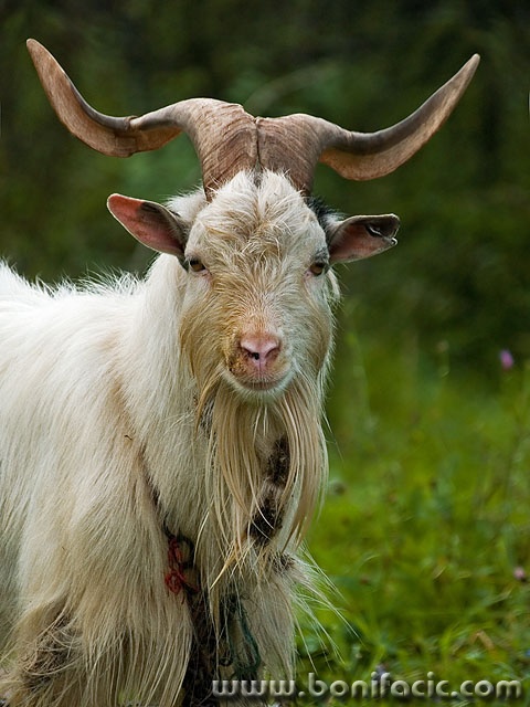 animals___Rafter___Njivice, Croatia.