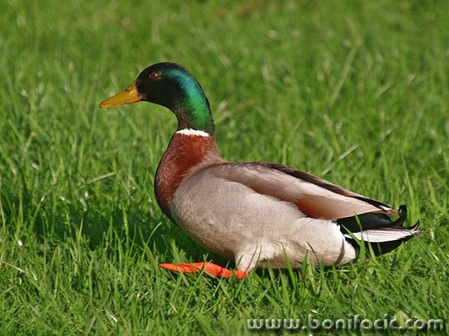 animals___Rainbow___Ogulin, Croatia.