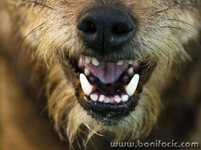 animals___Read My Lips___Kriznica, Croatia.