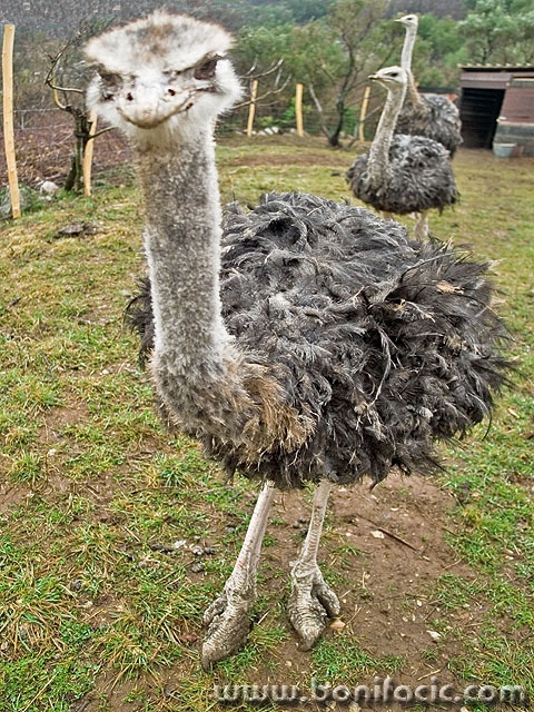 animals___Roswell Aliens___Punat, Croatia.