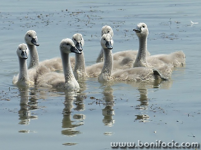 animals___Scholars___Draz, Croatia.