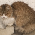 animals___Seediness___Baska, Croatia.