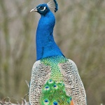 animals___Self - Adornment___Poljica, Croatia.