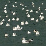 animals___Shirk___Punat, Croatia.