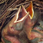 animals___Singers___Punat, Croatia.