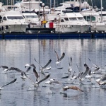 animals___Skipper Training___Punat, Croatia.