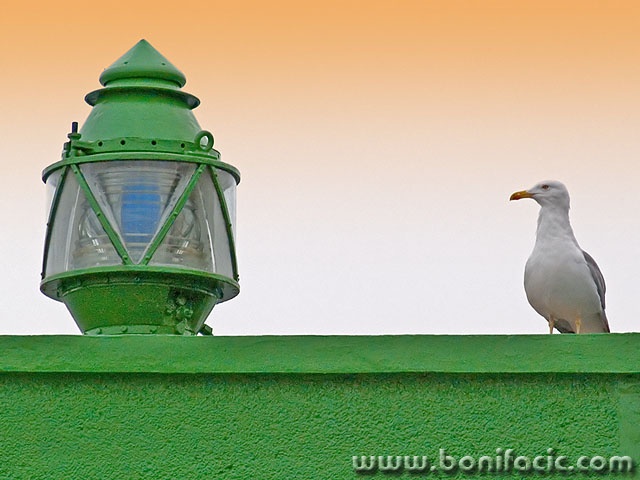 animals___Semaphore___Baska, Croatia.