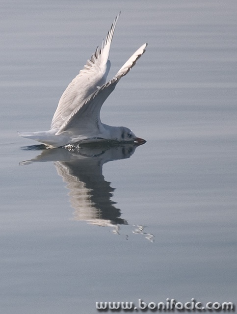 animals___Skate___Punat, Croatia.