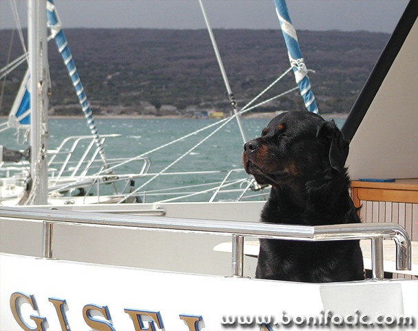 animals___Skipper___Punat, Croatia.