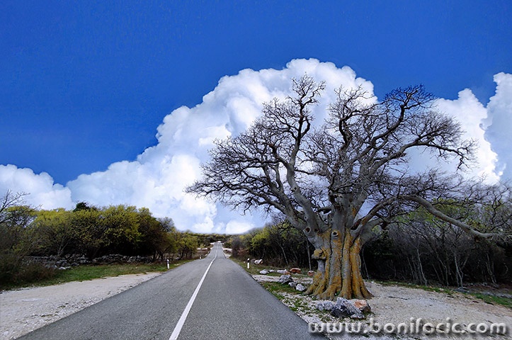 misusajnicaoblak1mal