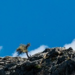 ckstablooblakpano1mal422