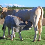 animals___Suckle___Ponikve, Croatia.