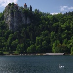 animals___Swan Lake___Bled, Slovenia.