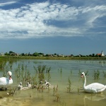 animals___Swan Lake___Draz, Croatia.